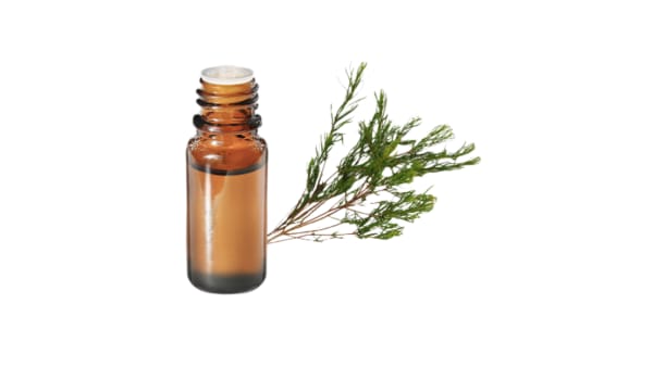 tea tree