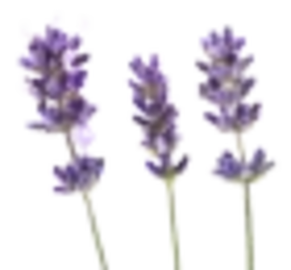 DT-entretien_Photos-plantes-he_lavande