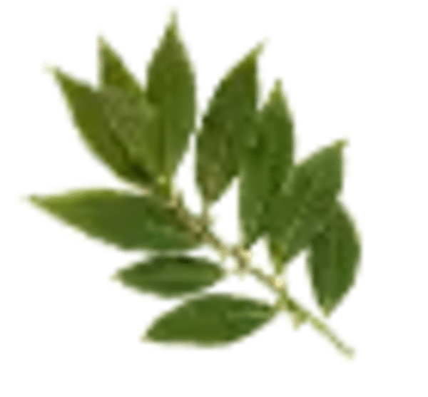 DT-entretien_Photos-plantes-he_laurier