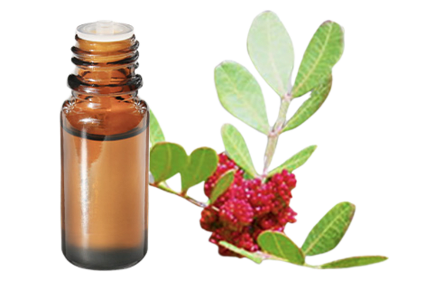 FT-Plante HE-Lentisque-Pistachier-removebg-preview
