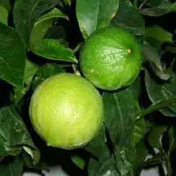 dt_extrait-plante_bergamote