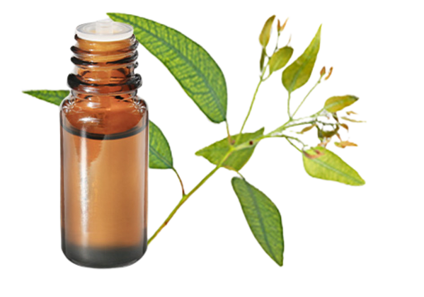 FT-Plante HE-Eucalyptus-menthole-removebg-preview