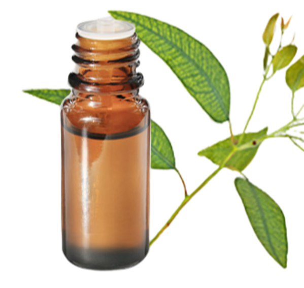 FT-Plante HE-Eucalyptus-menthole-removebg-preview