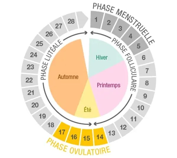 Phase_ovulatoire.webp