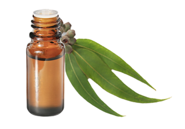 FT-Plante HE-Eucalyptus-smithii-removebg-preview