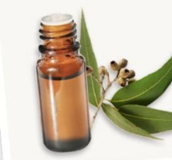 Huile essentielle Eucalyptus globulus BIO