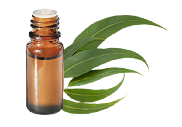 FT-Plante HE-Eucalyptus-radie-removebg-preview