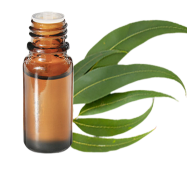 FT-Plante HE-Eucalyptus-radie-removebg-preview