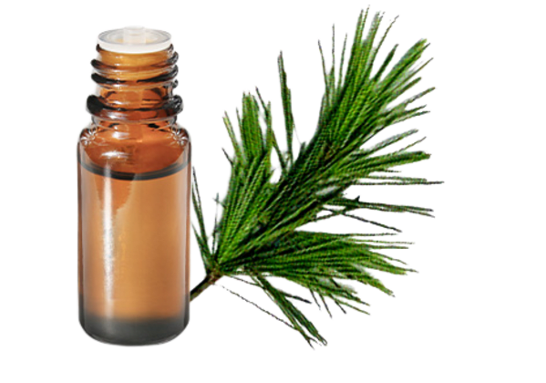 FT-Plante HE-Cedre-de-l-Himalaya-removebg-preview