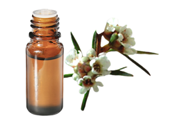 FT-Plante HE-Fragonia-removebg-preview