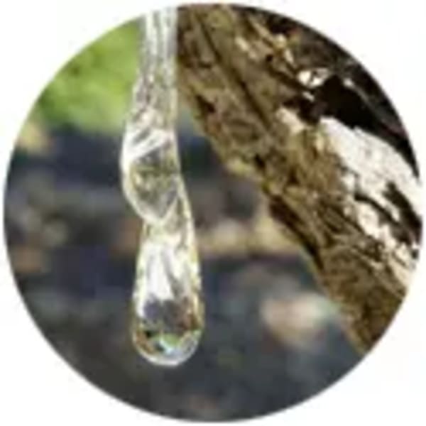 Boule_lentisque-larme_0