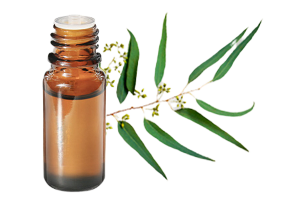FT-Plante HE-Eucalyptus-citronne-removebg-preview