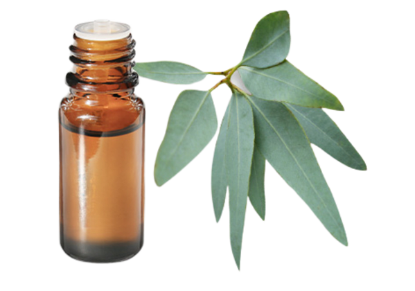 FT-Plante HE-Eucalyptus-staigeriana-removebg-preview