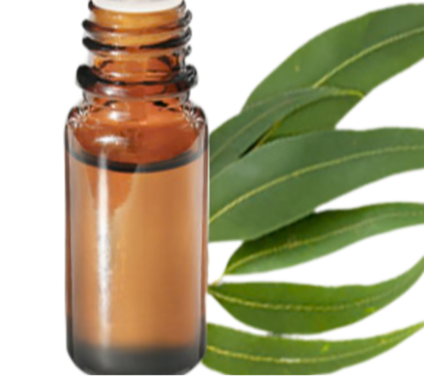 Huile essentielle d'Eucalyptus radié