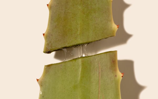 Aloe vera après soleil : Quels bienfaits ?