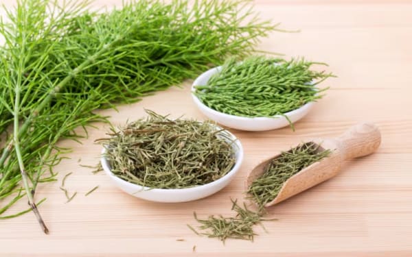 Thym (Thymus vulgaris)