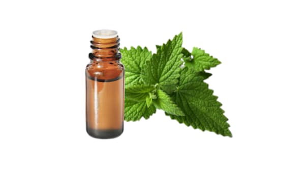 Menthe poivrée