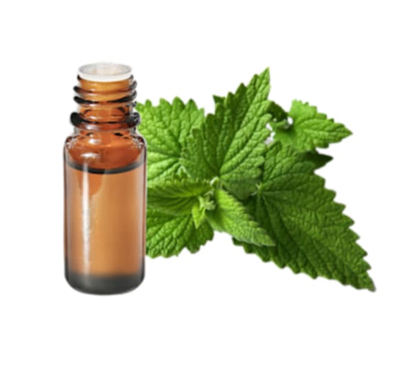 Menthe poivrée