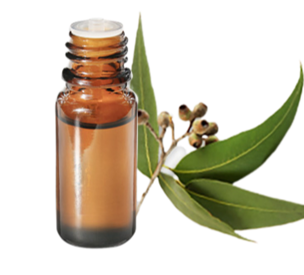 FT-Plante HE-Eucalyptus-globulus-removebg-preview