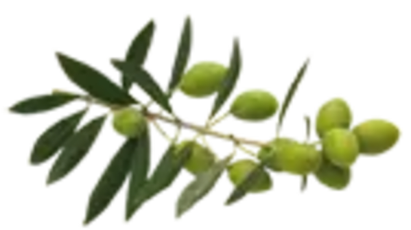 olive-branche