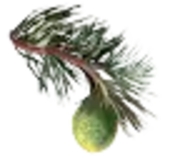 DT-entretien_Photos-plantes-he_cedre