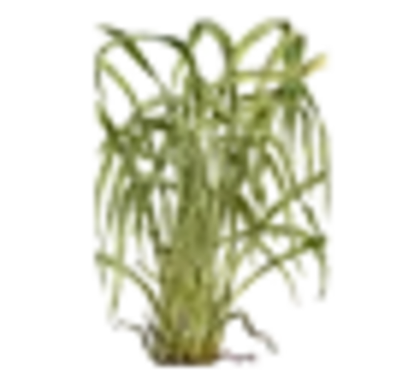 DT-entretien_Photos-plantes-he_citronnelle