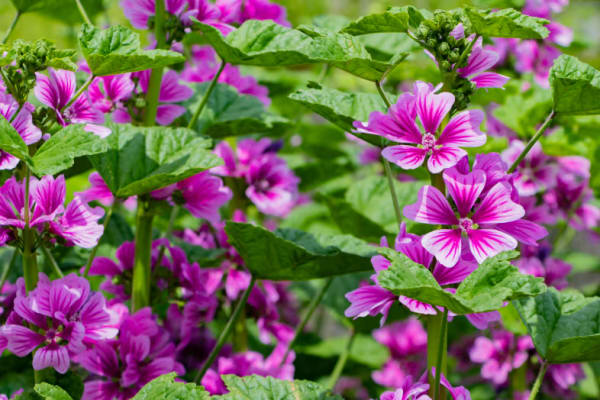 Mauve (Malva sylvestris)