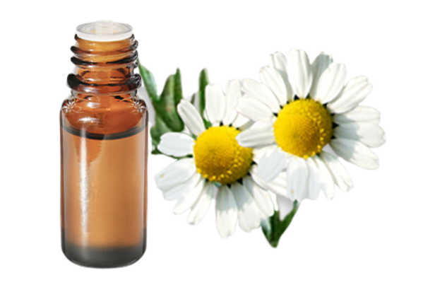 FT-Plante HE-Camomille-allemande-removebg-preview