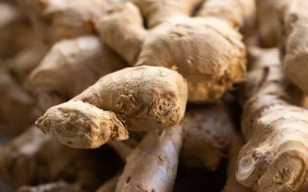 Le Gingembre (Zingiber officinale) : ses vertus pour la santé