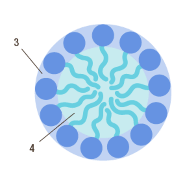 Les-molecules-de-solubilisant-forment-des-micelles-dans-l-eau