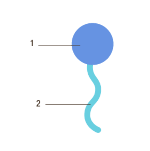 Molecule-de-solubilisant